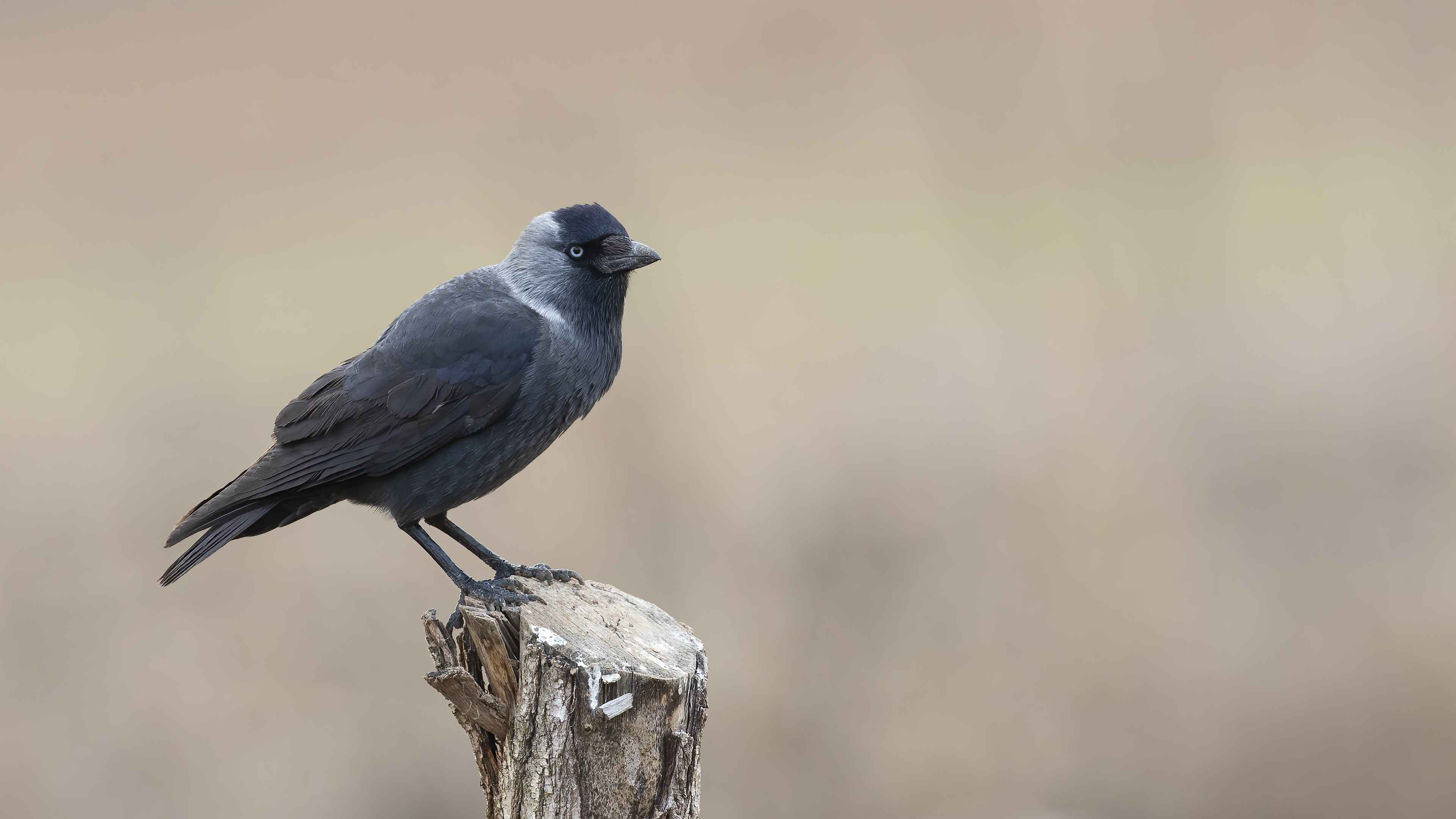 Eurasian Jackdaw